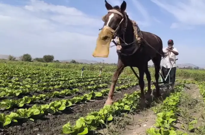 Adana’da Geleneksel Yönteme Dönüş: Mazot Fiyatları Arttı, Çiftçi Tarlayı Atla Çapalıyor