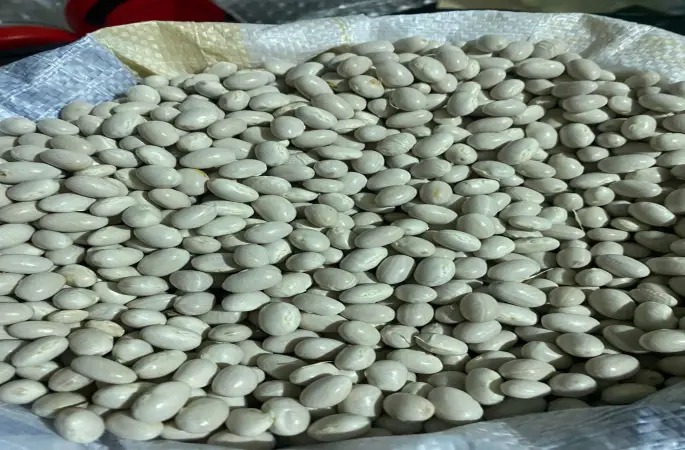 Akkuş Fasulyesinde hedef büyüttü.