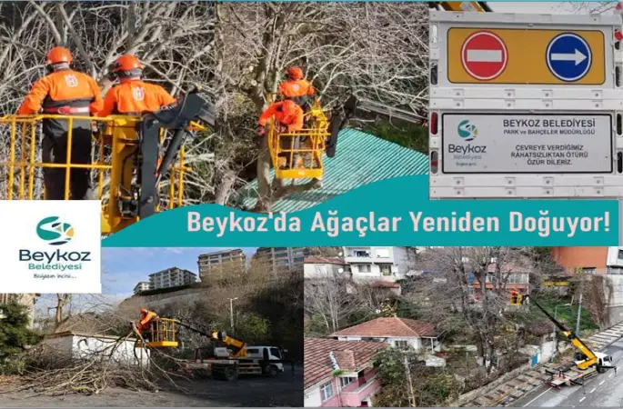 Beykoz Belediyesi Park ve Bahçeler Müdürlüğü bünyesinde Çalışmaları ile Beykoz'da Ağaçlar Yeniden Doğuyor!