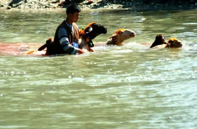 Çal Aşağıseyit Köyünde Sudan Koyun Geçirme  Doç.Dr.Devrim Alkaya Türkiye Ziraatçılar Derneği  Denizli Temsilcisi Yazdı.