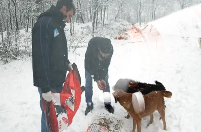 Belediye Ekipleri Sokak Hayvanlarını Besledi