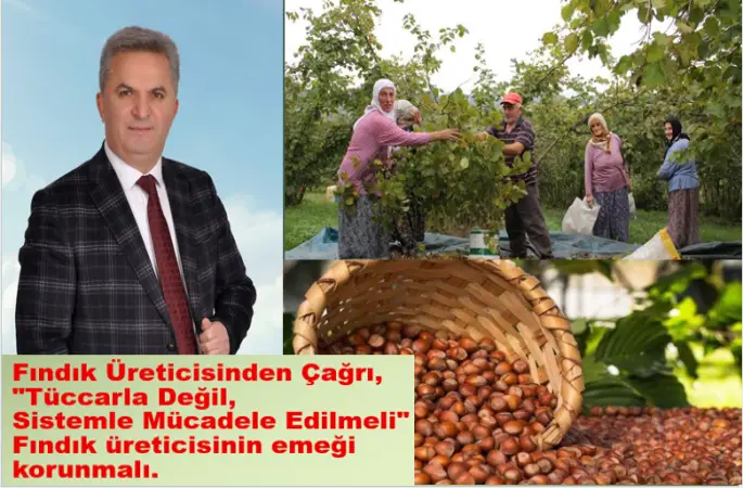 Fındık Üreticisinden Çağrı: "Tüccarla Değil, Sistemle Mücadele Edilmeli" Fındık üreticisinin emeği korunmalıdır.