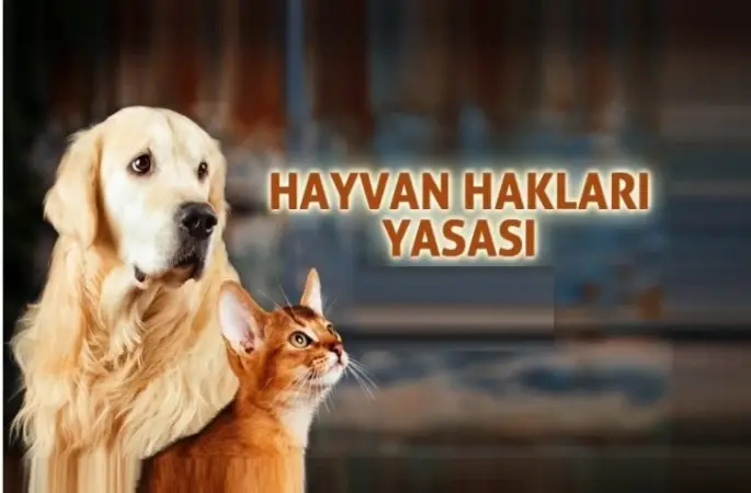 Hayvan hakları savunucularından Ankara'da eylem: "Kanun teklifi geri çekilene kadar mücadeleye devam edeceğiz" dediler