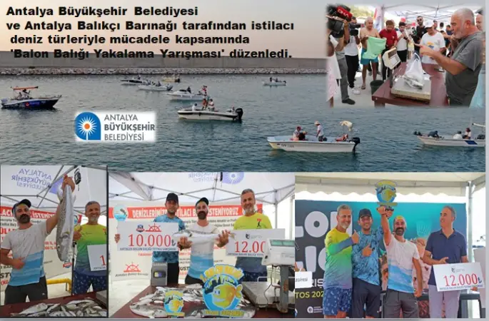 İstilacı balon balığını yakalamak için yarışta 4 kiloluk balon balığını avladılar