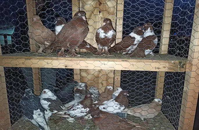 Kuşlara Açık Tehdit: “Uç, Yarış, Öl ya da Damızlık Ol”