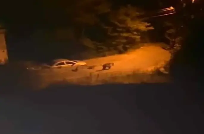 Mesudiye'nin başı ayılarla dertte! Gece olunca sokaklara çıkıyorlar