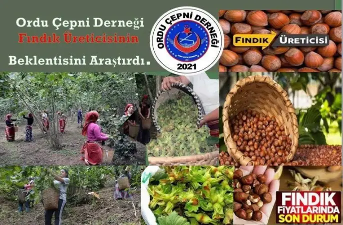 Ordu Çepni Derneği Fındık Üreticilerinin Beklenti Ve Sorunlarını Araştırdı