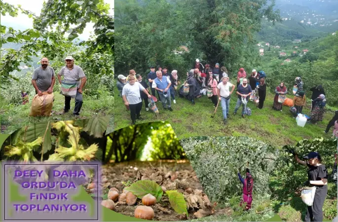ORDU'DA FINDIK ZAMANI BAŞLADI