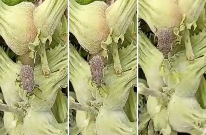 Sezon başlarken fındık bahçelerinden kabus görüntüler başlıyor