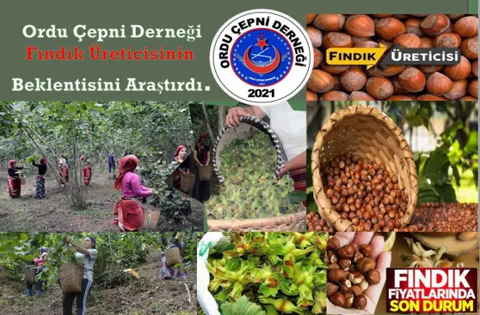 Üretici fındığın dalından tuttu, 2023 fındık fiyatı ne kadar olacak. Fındıkta Üreticisi Ne Bekliyor Ordu Çepni Dernek Başkanı Hüseyin Okumuş Fındık Üreticilerinin Beklentisini yazdı